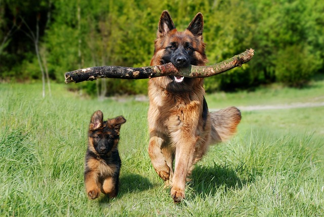 Hur länge är en hund dräktig?